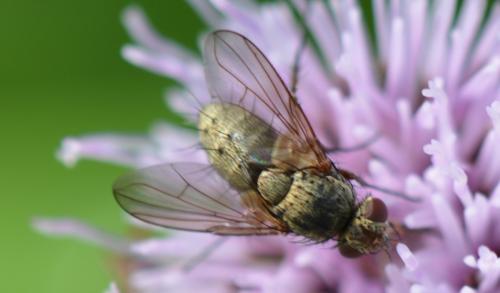 Siphona sp.